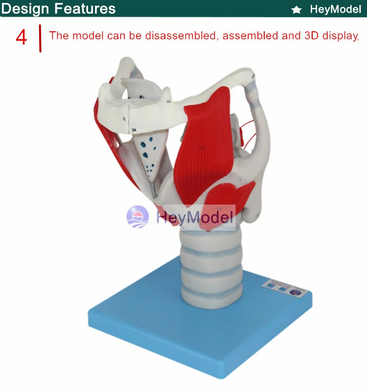 Heymodel гортани структура и функции усиления модель