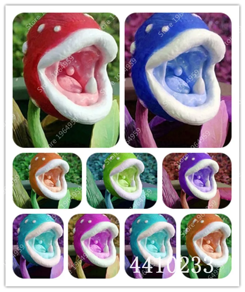 

Bonsai 200 Pcs Insectivorous Catching Plant Flycatcher Enchantress Carnivorous Dionaea Muscipula Giant Clip Venus Flytrap Desk