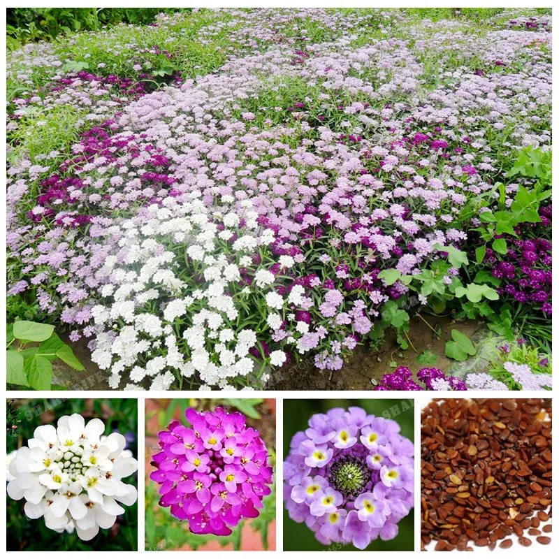 

Iberis Amara Bonsai Flower Bonsai Balcony Bonsai Bee Chamber Flower Bonsai Variety Complete DIY Home Garden Easy To Grow 50 Pcs