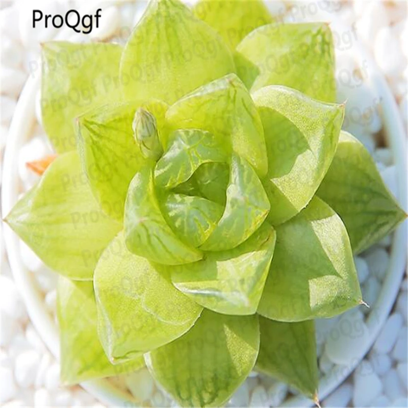 

3Pcs A Set Haworthia cymbiformis