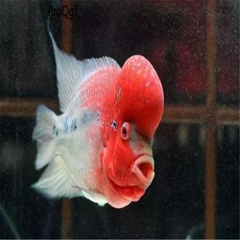 

100Pcs A Set Cichlasoma