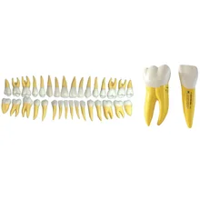 В 15 раз разделены мягкая модель зубов для ухода за зубами и обследование зубов и образование