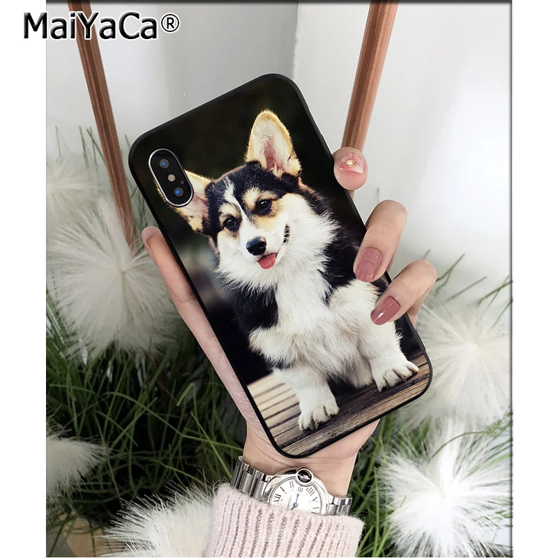 Animal Corgi dog