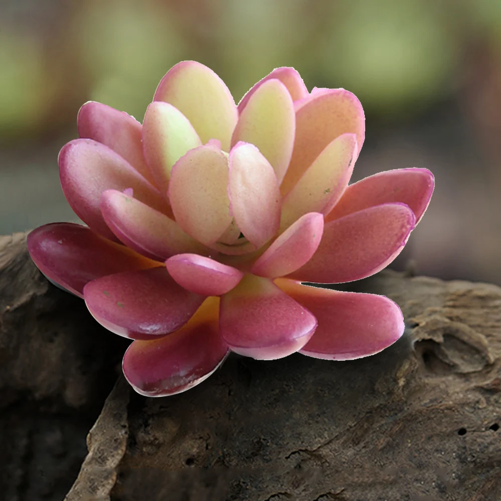 Artificial lotus Colorful Succulent Plants Flower ...