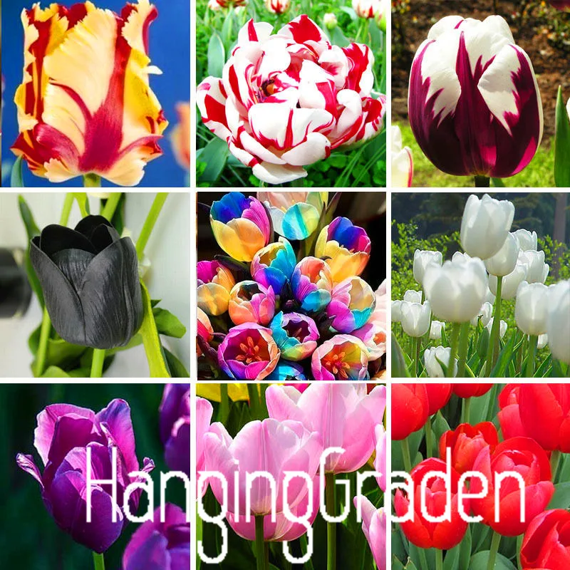 Big Sale Tulip seeds tulip flowers beautiful tulip 19 varieties can pick 10 seeds I74RL9