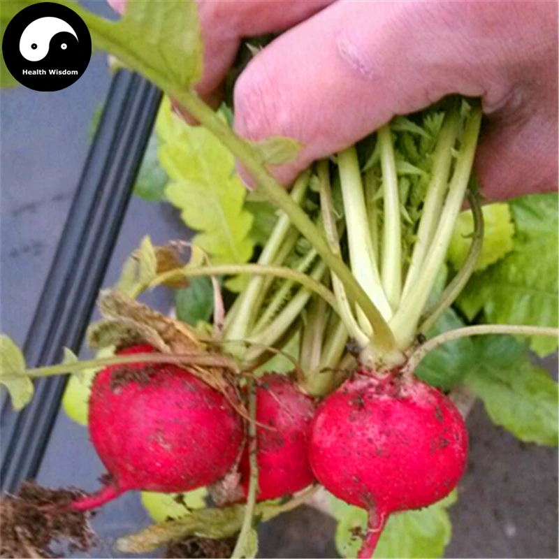 Buy Cherry Radish Vegetable Semente 150pcs Plant Fruit Red Radishin