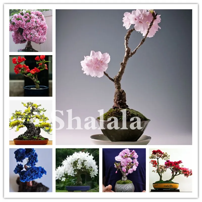 

20 Pcs Japanese Sakura Bonsai Cherry Blossom For Garden Flower Bonsai Tree Indoor Flowers Plants Easy Grow Flower Pots Planters