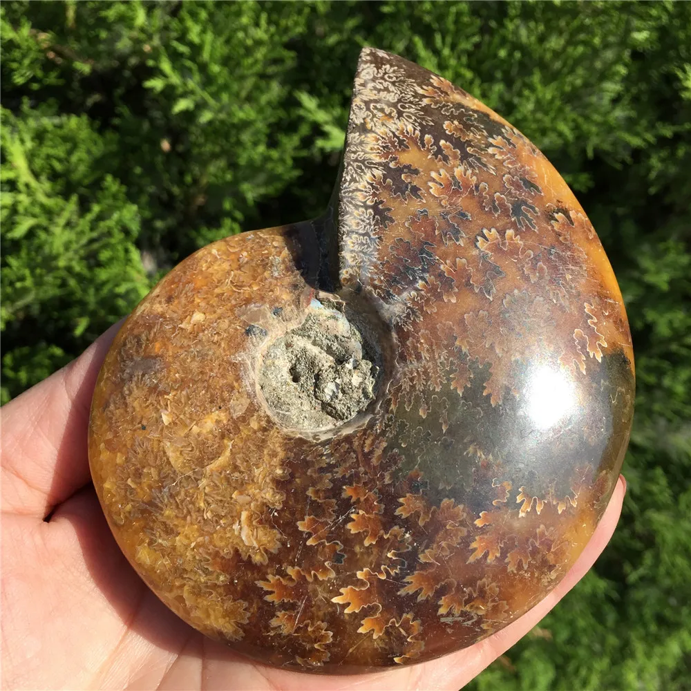 Красивый настоящий аммонит Fossil Madagascar Shell Fossil Specimen хороший подарок для каменной коллекции