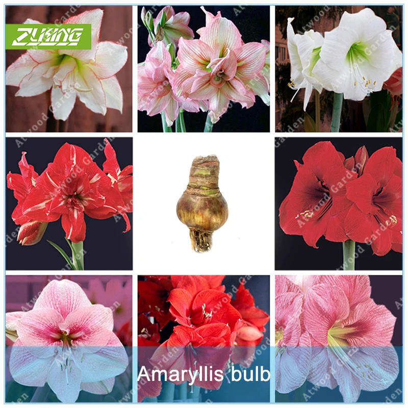 

ZLKING 2pcs Hippeastrum Bulbs Bonsai Amaryllis Lily Bonsai Perennials Flower Bulb Not High Germination Rate Home Garden