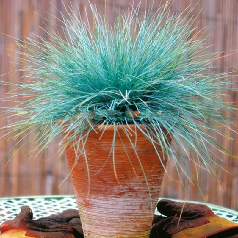 

1000 Blue Fescue (Festuca - glauca) Grass Bonsai Flower Hardy Perennial Ornamental Plant Beautify Garden Planting Easy to Grow