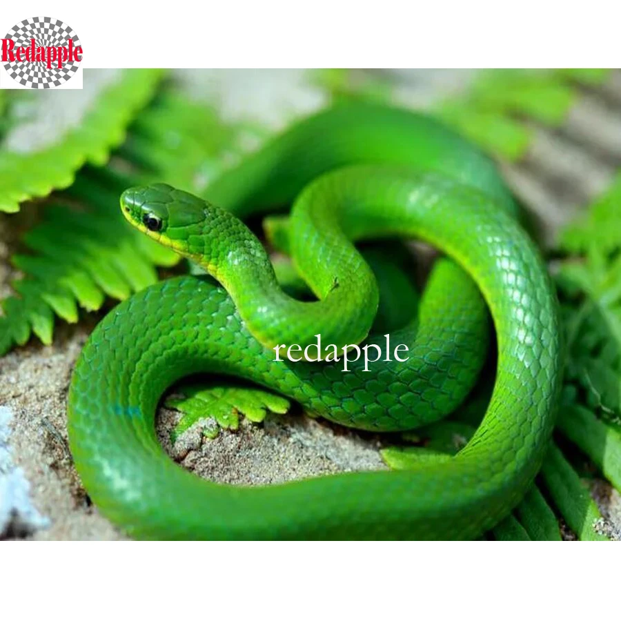 чешуя змеи полоски желтые. зеленая змея во сне. сон зеленая змея укусила. к чему снятся маленькие змейки зеленые. красная куфия змея.