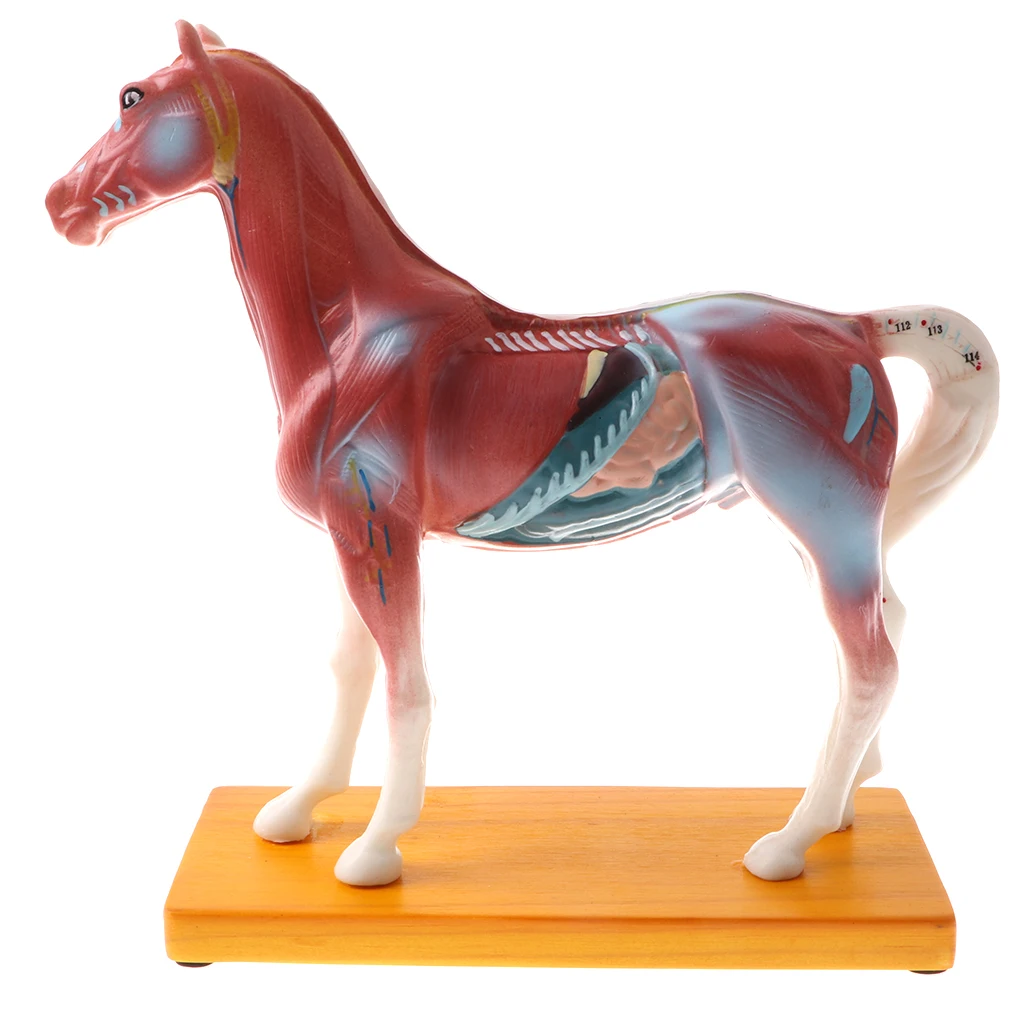 Professional 114 Acupuncture Points Horse Anatomical Model School Teaching Display Lab Supplies