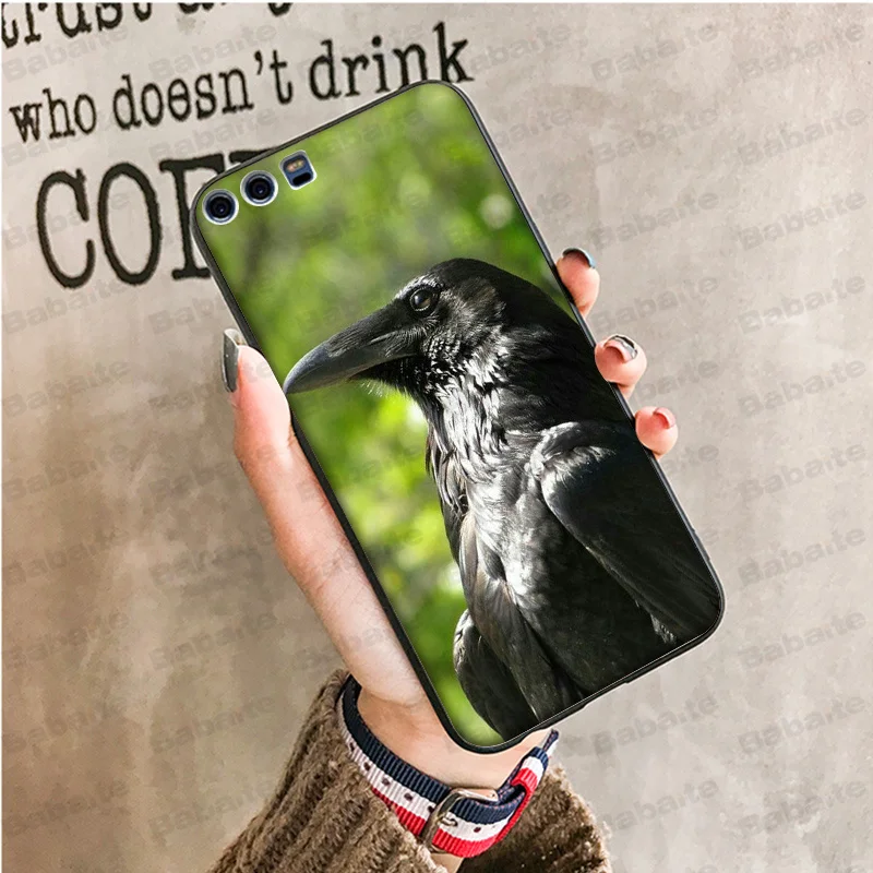 animal crow