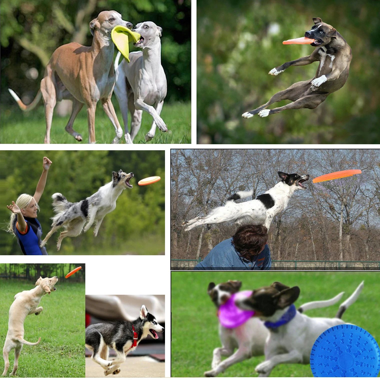 Legendog 2 قطع 9 ''القرص الطائر لعبة الكلب لعبة للحيوانات الاليفة التدريب مضغ pet لعبة تحلق القرص الكلب التدريب الساخن بيع لينة سيليكون المواد Legendog 2 قطع 9 ''القرص الطائر لعبة الكلب لعبة للحيوانات الاليفة التدريب مضغ pet لعبة تحلق القرص الكلب التدريب الساخن بيع لينة سيليكون المواد