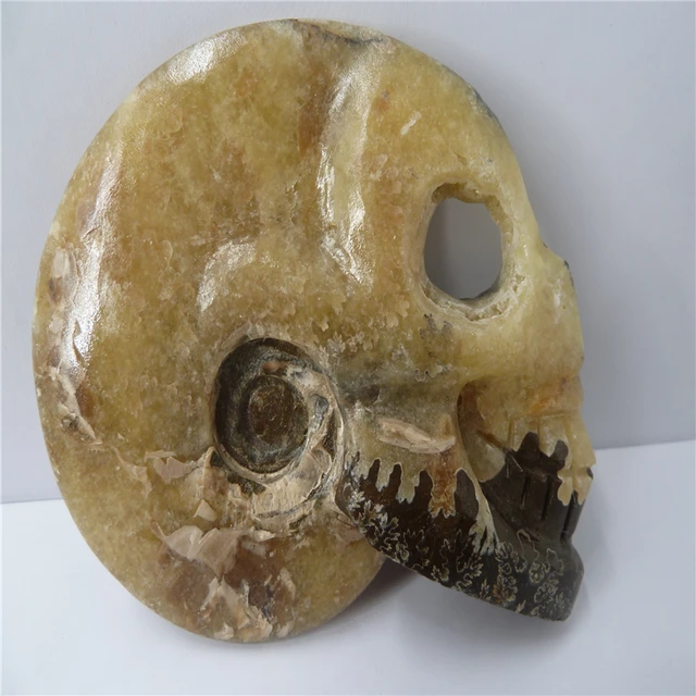 Best Offers  NATURAL Conch fossil Crystal carved skull HEALING  T772