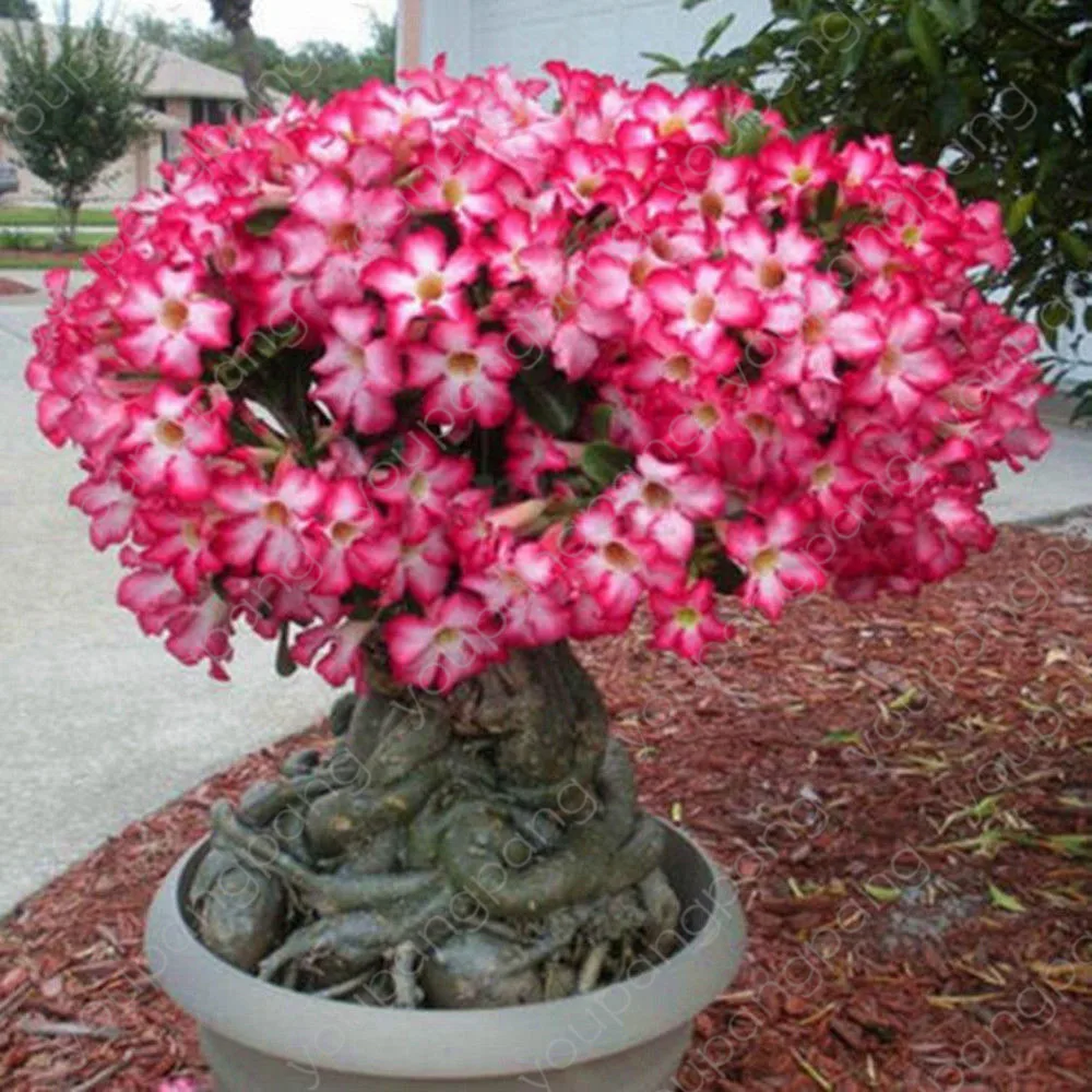 

2Pcs/ Bag Rare Color Desert Rose Bonsai Flower Plant DIY Garden Decoration Adenium Obesum Potted Easy To Growing Plants