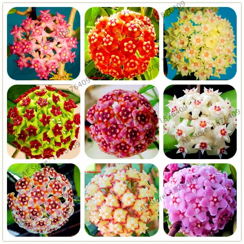 

Rare 100pcs/bag Hoya flower flores,Ball Orchid plantas,Indoor Bonsai Flower ,Natural Growth Pot for Home Garden Planting