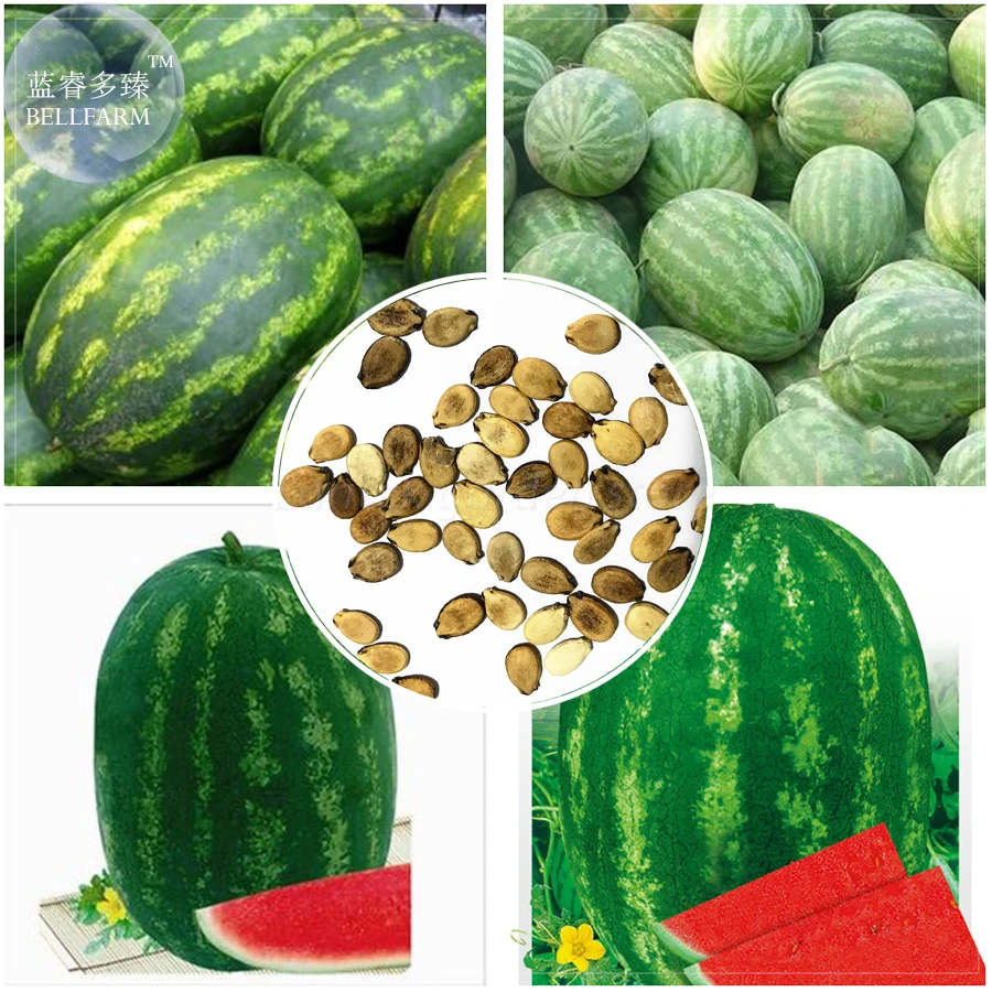 cucumber watermelon hybrid