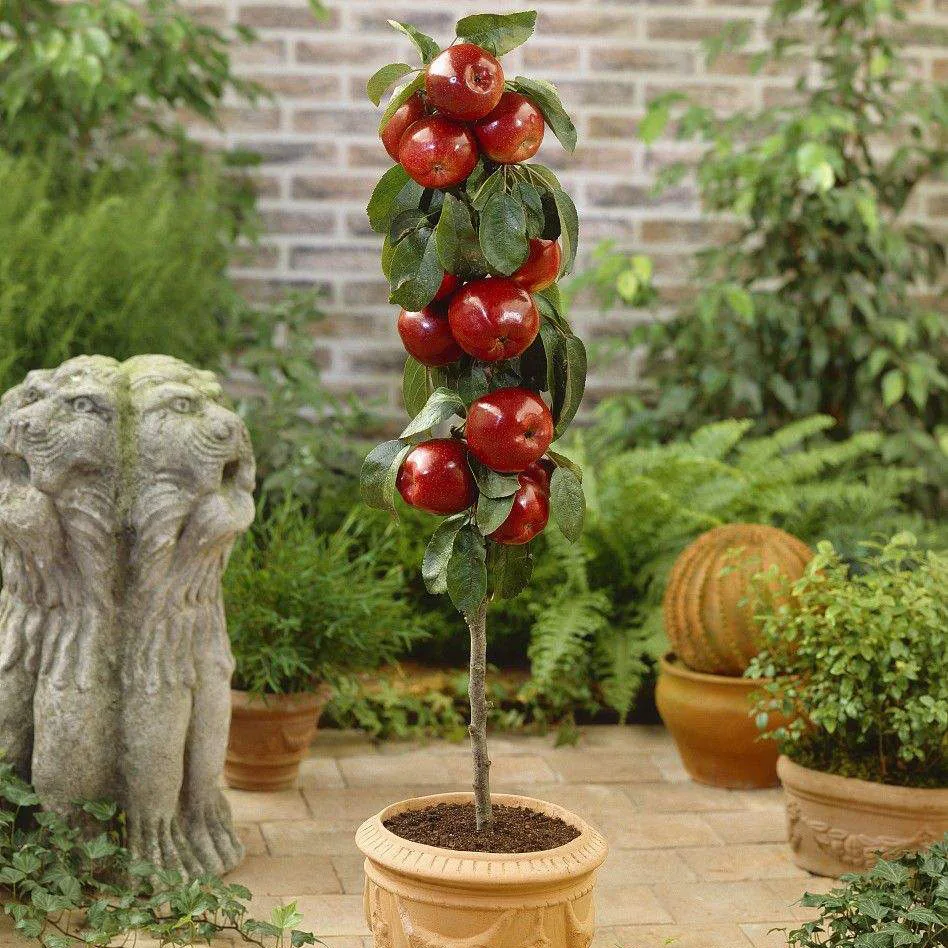 20 pcs Bonsai of apple trees fruits seedsplants dwarf edible apple