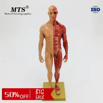30cm male human muscle anatomical model Flesh bone anatomy CG anatomical skeleton model iso foot anatomy model anatomical foot model