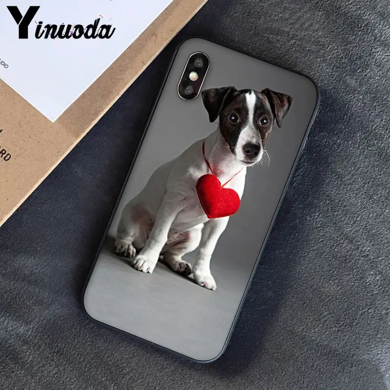Jack Russell Terrier Dog
