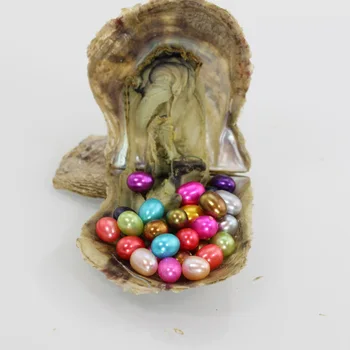

Akoya Oysters with Pearls Natural Freshwater Pearl Beads Shells for Jewelry Making Pearl Rice mixed colors Sold By 20pcs AO023