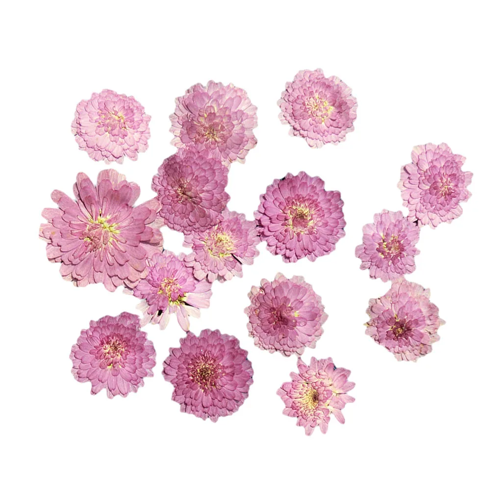 20x Pressed Dried Flower Dry Leaves for DIY Craft Bookmark Cards Making