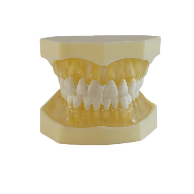 

Denture Dental Teaching model Dental Teeth Model 28 tooth / Can Be Adjusted