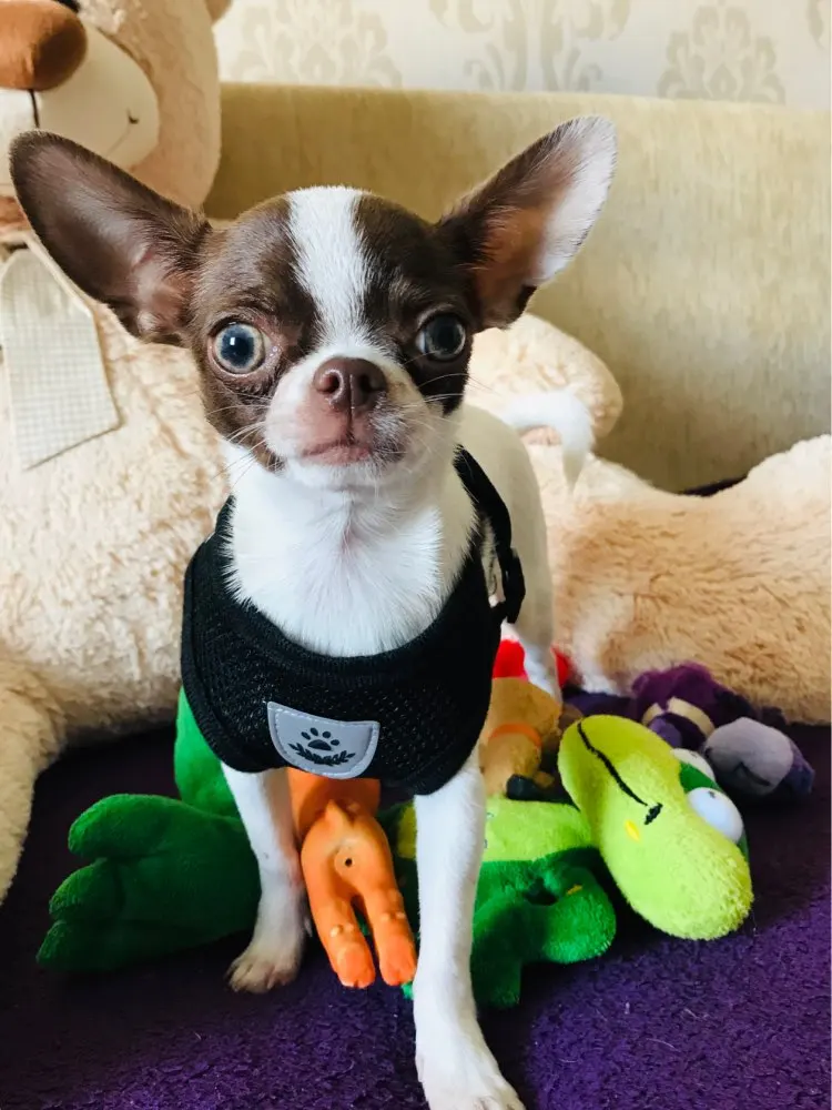 Nylon Mesh Cat Harness And Leash Breathable Kitten Cats Harnesses Small Dog Puppy Harness For French Bulldog Chihuahua Pug