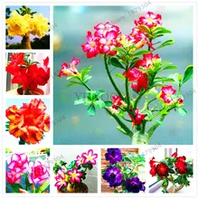 5 шт. высокое качество пустынная Роза Флорес Adenium Obesum plantas цветочный горшок бонсай Плант для домашнего сада растения