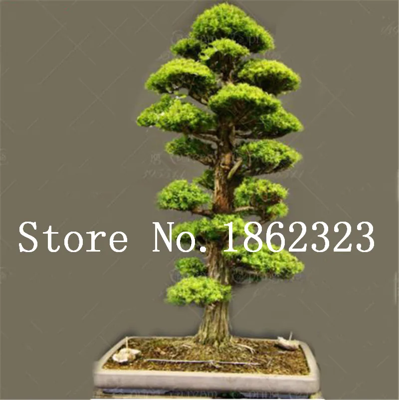 

50 Pcs Chinese Rare Evergreen Cedar Tree Bonsai Beautiful Indoor Decoration Natural Perennial Pine Authentic Deodara Tree