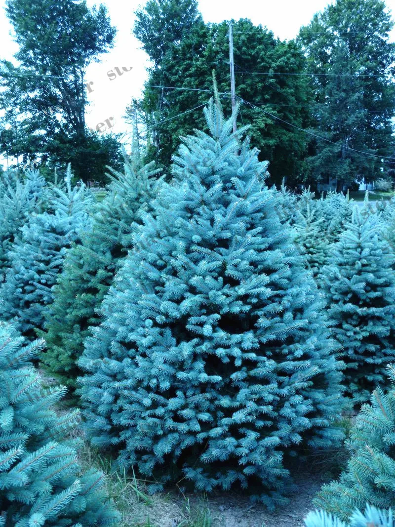 

20pcsBlue Spruce bonsais Picea Tree Potted Bonsai Courtyard Garden Plant Pine Tree bonsais