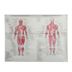 Мышечная система человеческого тела плакаты шелковая ткань Анатомия диаграмма школы спецодежда медицинская научная образовательная