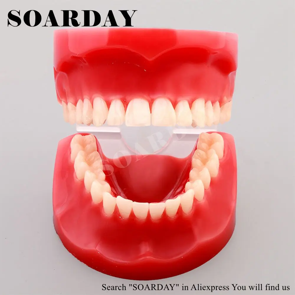 Free Shipping Natural size model study dental tooth teeth dentist dentistry anatomical anatomy model odontologia Free Shipping Natural size model study dental tooth teeth dentist dentistry anatomical anatomy model odontologia