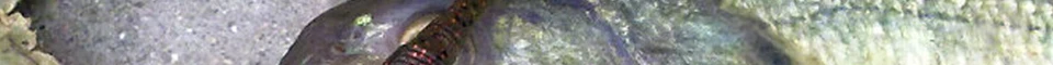 ENG_52