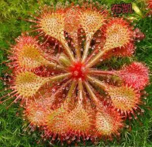 Big Promotion!!! 100 Pcs Drosera Peltata Potted Plant Circular Sundew Carnivorous Plants Garden Venus Flytrap Bonsai Plant