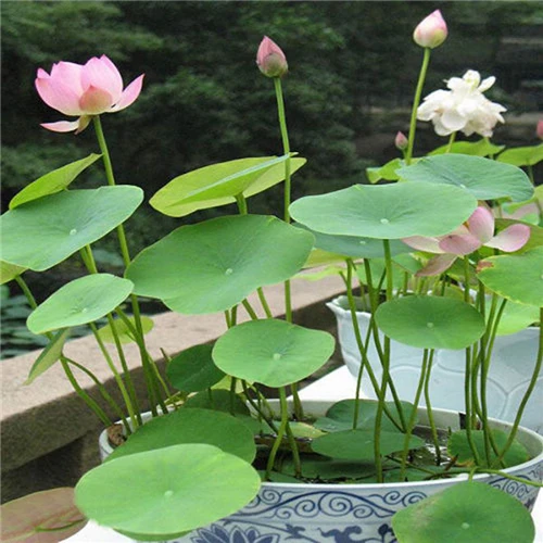 Hot Sale 5 Pcs/Pack Bowl lotus Bonsai Hydroponic Plants Aquatic Plants FlowerPot Lotus Water Lily plant Bonsai Garden