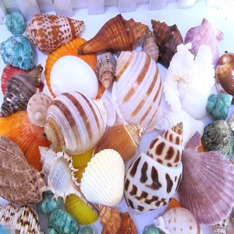 100g New Mixed Beach Nautical Shells Aquarium Fish Tank  Decoration Bulk Seashell
