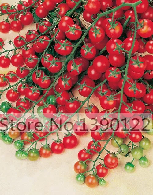 100 - Greek tomatoes seeds heirloom sweet gardening seeds plants non gmo vegetable seeds for home garden planting