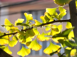 

Free shipping, Chinese ginkgo biloba, green tea, to drink with hot boiled eight minutes later! Oolong Tea