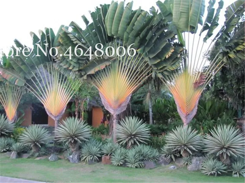 100 Pcs/Bag Purple Travelers Palm Flores Bonsai, Ravenala Madagascariensis Chinese Fan Palm Plant,Tall Evergreen Tree Diy Garden
