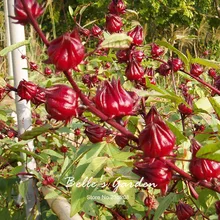 

100pcs Roselle Seeds Hibiscus Sabdariffa Ilibiscus Flower Seeds Bonsai Plant DIY Home Garden Tea Plant