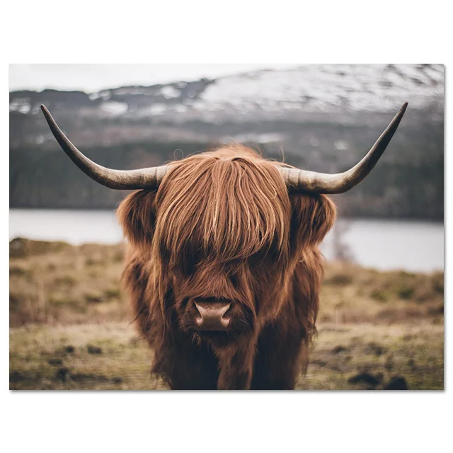 Highland Cow плакат на холсте, художественные постеры с животными и принтами, настенная живопись, Скандинавское украшение, Настенная картина для гостиной - Цвет: Picture 2