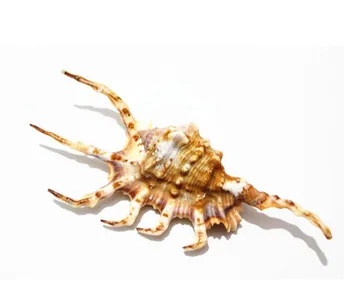 

10-12cm Natural Craft Spider Conch Shells Seven Horns Big Shell Photo Props Aquarium Ornament Fish Tank Landscape Home Decor