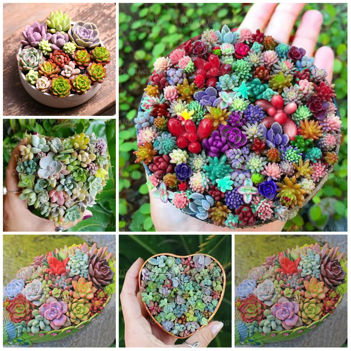 

100 pcs rare mini Cactus bonsai mix succulent ornamental plants succulents for home garden indoor Lithops plants