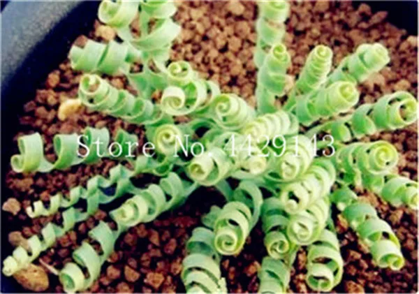 200 PCs wiosna trawa roślina sukulenty roślina trawa DIY Bonsai doniczkowa ogród Dom egzotyczny roślina spirala trawa ozdobne Bonsai tanie i dobre opinie Bardzo proste Roczne Wykluczone Nowa roślina Mini średni duży mały Virgo Subtropikalnych Balkonem DIY roślina doniczkowa 200 PCs wiosna trawa roślina sukulenty roślina trawa DIY Bonsai doniczkowa ogród Dom egzotyczny roślina spirala trawa ozdobne Bonsai tanie i dobre opinie Bardzo proste Roczne Wykluczone Nowa roślina Mini średni duży mały Virgo Subtropikalnych Balkonem DIY roślina doniczkowa