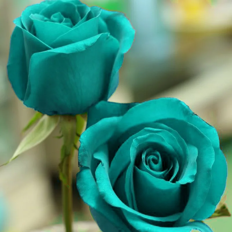 200pcs/bag VERY RARE rose bonsai flower blue rose rare balcony plant ...