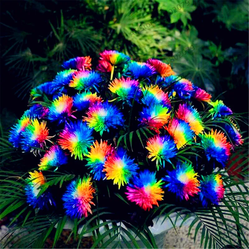Us 0 23 71 Off Lowest Price 200pcs Bag Rainbow Daisy Flores Chrysanthemum Plantas Bonsai Flower Plante Beautiful Potted Plants For Home Garden In