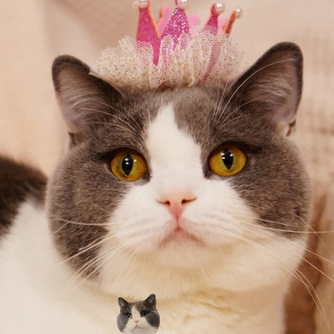 

Pet accessories, Crown birthday hat, hairpin headdress