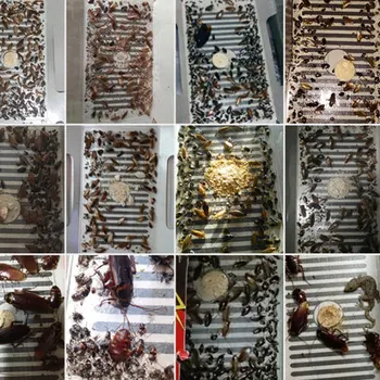 

100Pcs Cockroach House Cockroach Trap Repellent Killing Bait Strong Sticky Catcher Traps kitchen Safety BlackBeetle Pitfall